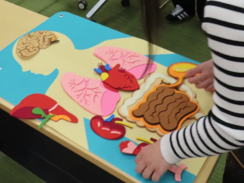 臓器並び替えゲーム