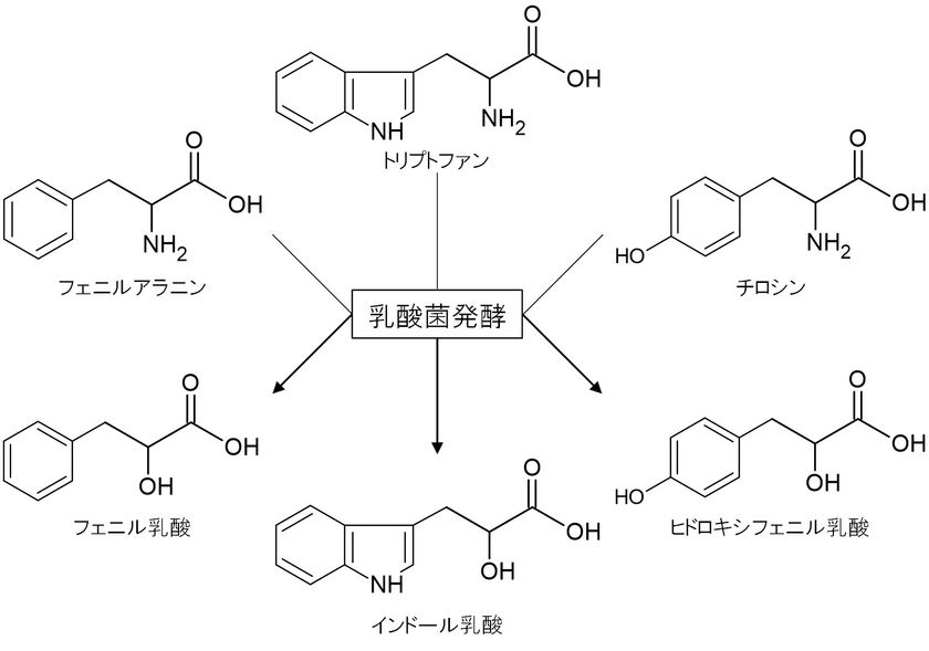 池田糖化工業、
芳香族乳酸を高含有した乳酸菌発酵粉末素材の開発に成功