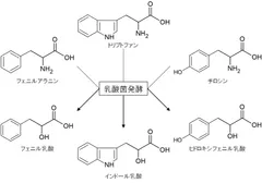 芳香族乳酸