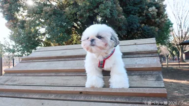 展示作品：うに