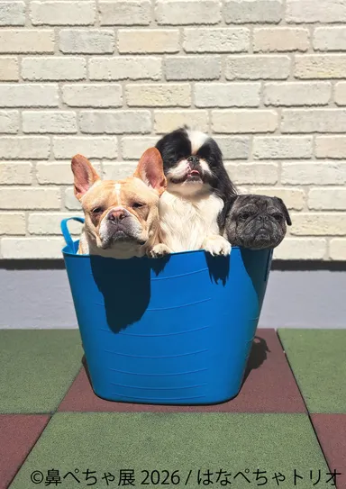 展示作品：はなぺちゃトリオ(2)