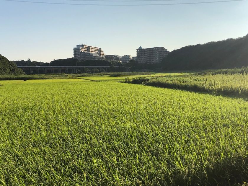 千葉県・ユーカリが丘
「子どものことを一番に考えたらユーカリが丘」
～昨年310名来場の子育て応援プロジェクト
『田植え体験』を5月9日(土)に実施～