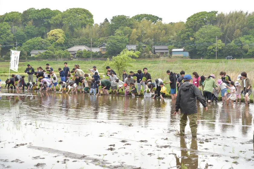 2025年田植え体験の様子(1)