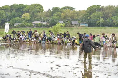 2025年田植え体験の様子(1)