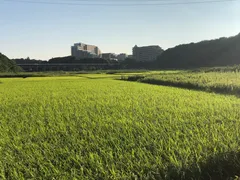ユーカリが丘の田んぼ