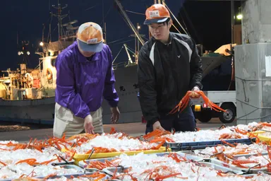競りの様子。社内でカニの選別技術などを体系化した「カニマイスター制度」も検討している。