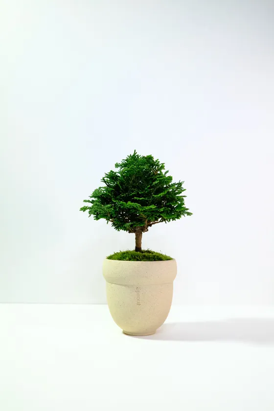 暮らしゾーン(西エリア 61.三寒四温)