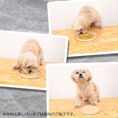 コミフPETS総合栄養食　ご試食イメージ