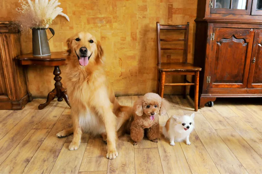 新サービス「ロボフロアー」