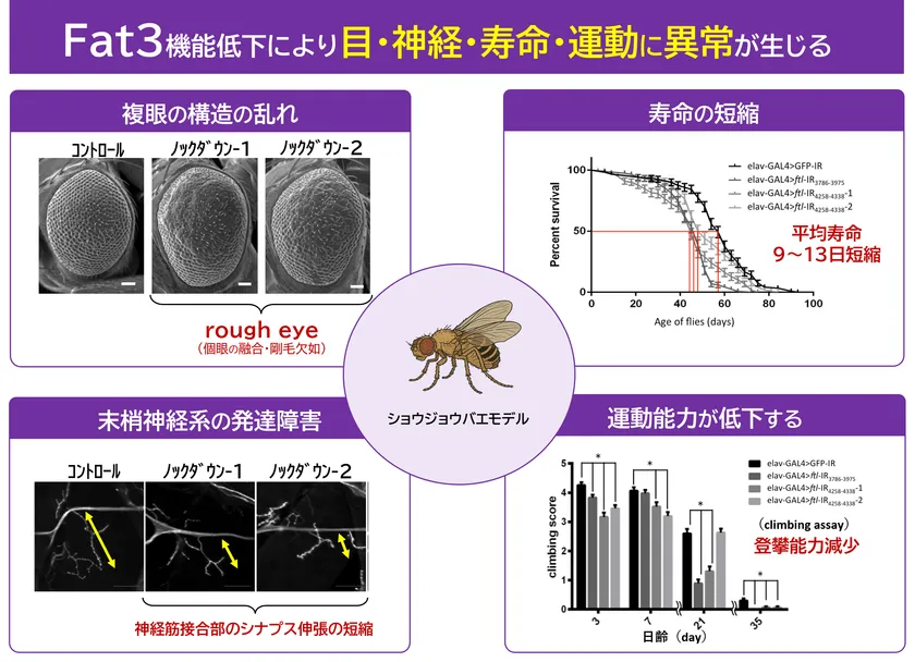 図2:ショウジョウバエモデルによる異常 FAT3遺伝子の機能低下により、複眼の構造異常、末梢神経系の発達障害、寿命短縮、運動能力低下が生じることが確認された。これらの結果から、FAT3は神経や体の発達・機能維持に重要な遺伝子であることが示された。