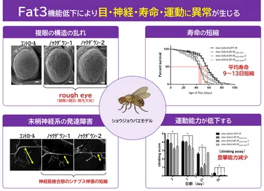 図2：ショウジョウバエモデルによる異常 FAT3遺伝子の機能低下により、複眼の構造異常、末梢神経系の発達障害、寿命短縮、運動能力低下が生じることが確認された。これらの結果から、FAT3は神経や体の発達・機能維持に重要な遺伝子であることが示された。