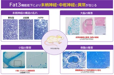 図3：マウスモデルによる神経系への影響 FAT3遺伝子の機能低下により、末梢神経の構造異常と、大脳・小脳・脊髄にわたる広範な神経障害が生じることが確認された。