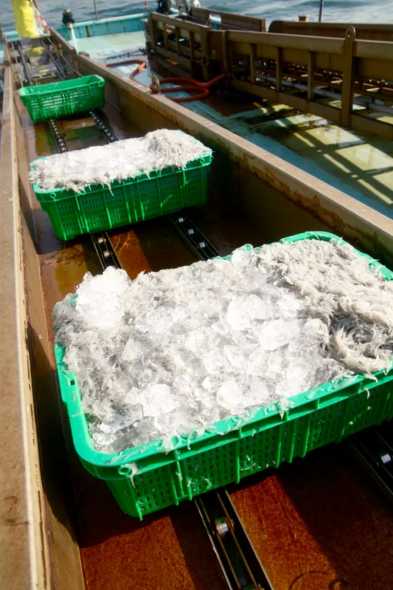 運ばれていく生しらす