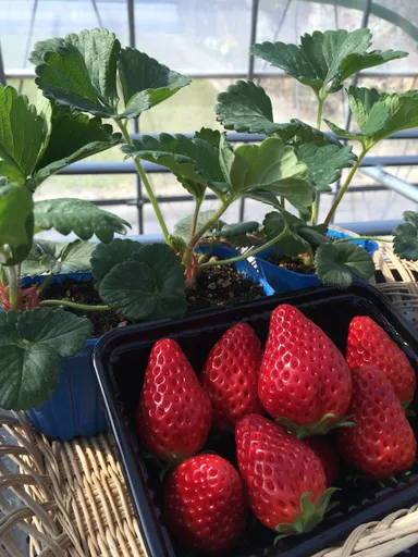 「いちご組」活動イメージ1