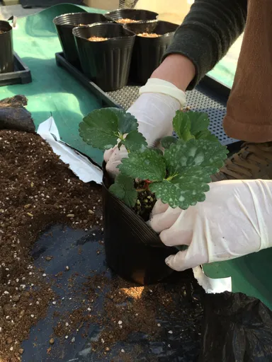 「いちご組」活動イメージ2