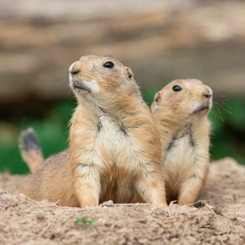 プレーリードッグ