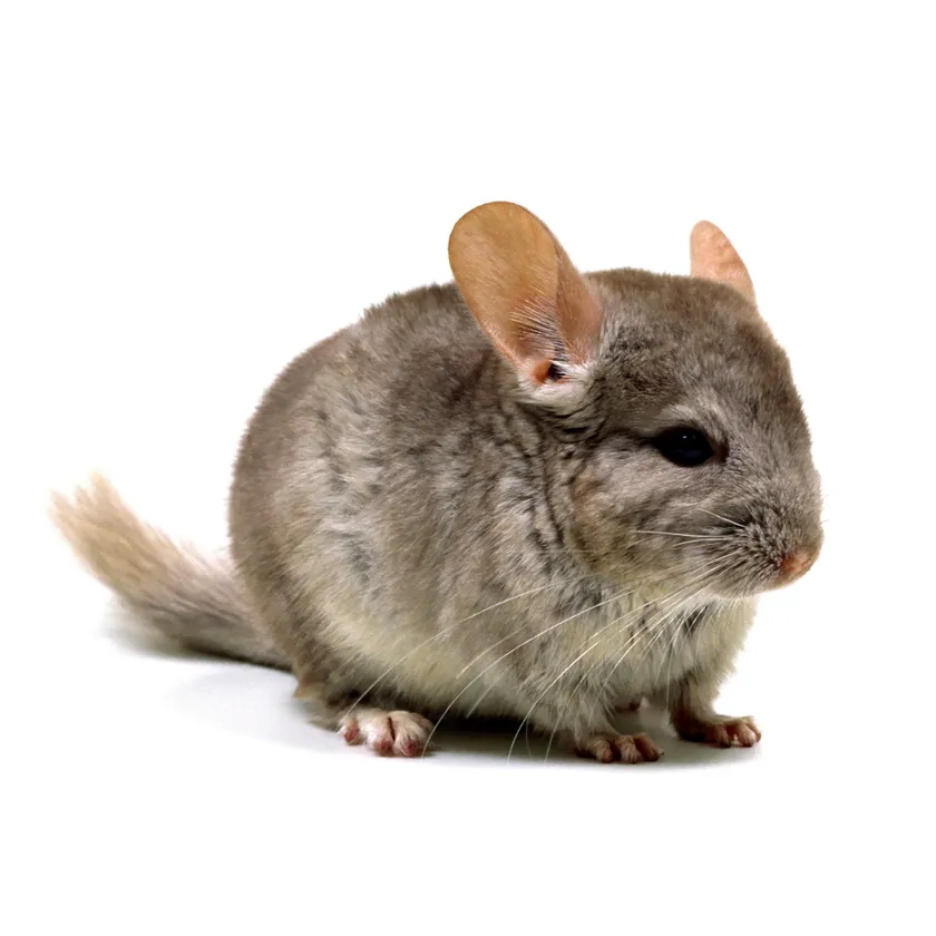 チンチラ