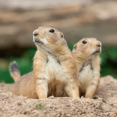 プレーリードッグ