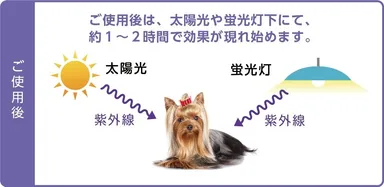 使用後は日光浴