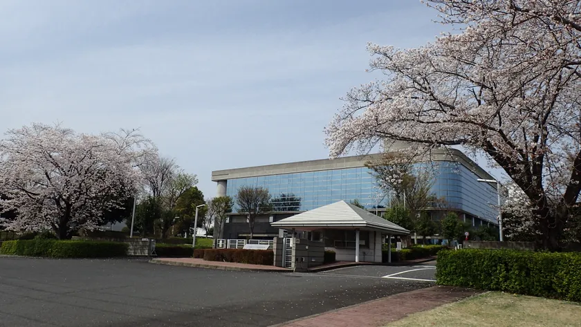 写真2:満開のソメイヨシノと研究所本館