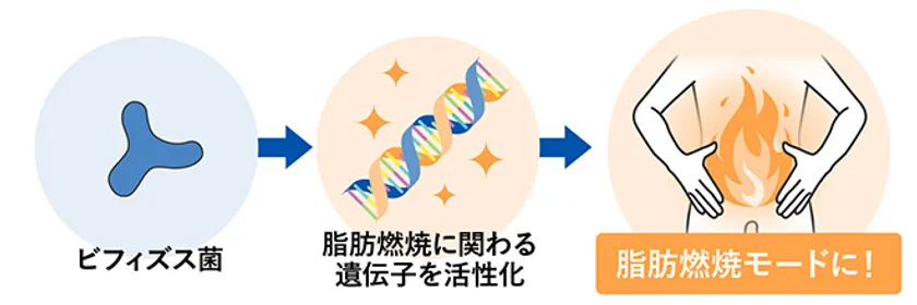 脂肪燃焼に関わる遺伝子を活性化