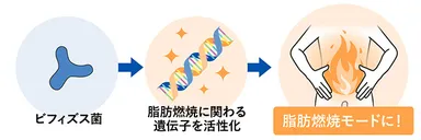 脂肪燃焼に関わる遺伝子を活性化