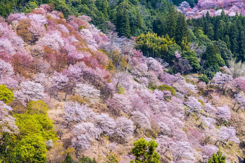 吉野千本桜の香りイメージ