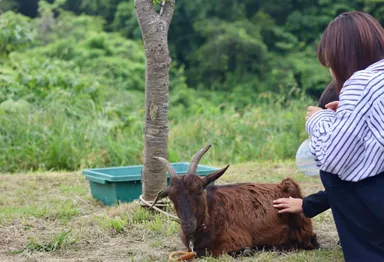 昨年のMGヤギ牧場の様子
