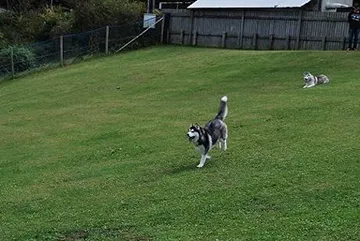 昨年度ドッグラン開催時の様子