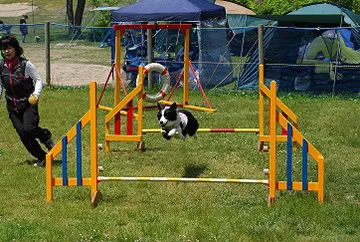 ワンちゃん大運動会開催時の様子