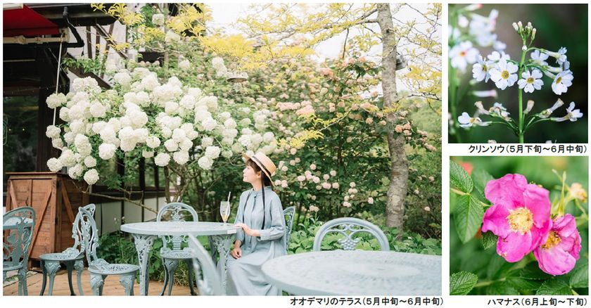 ROKKO森の音ミュージアム
SIKIガーデンEarly Summer Season“Concerto”