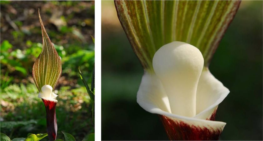 六甲高山植物園 ユニークな姿の人気者
「ユキモチソウ」が見頃です！GWのイベントも！