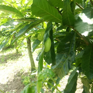 天蚕（てんさん）まゆ