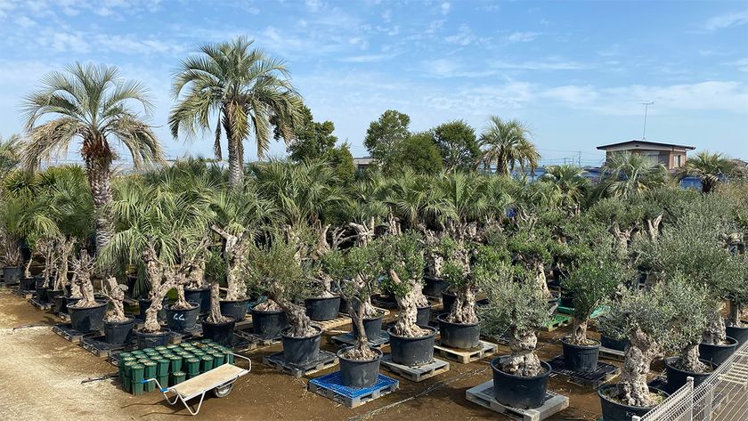 海外希少樹木などを取扱う植栽大型専門プロショップ
『Kayu style Botaniqa Atelier』が
群馬県邑楽郡千代田町『植木の里』に誕生！
2026年5月2日(土)グランドオープン！