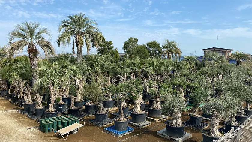 群馬県邑楽郡千代田町にグランドオープンする植栽専門大型プロショップ『Kayu style Botaniqa Atelier』(1)