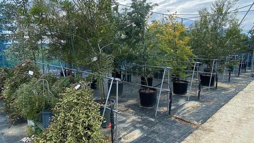 群馬県邑楽郡千代田町にグランドオープンする植栽専門大型プロショップ『Kayu style Botaniqa Atelier』(5)