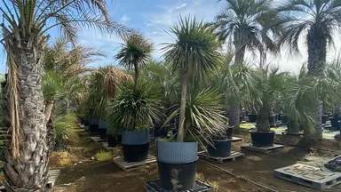 群馬県邑楽郡千代田町にグランドオープンする植栽専門大型プロショップ『Kayu style Botaniqa Atelier』(2)