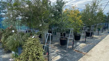 群馬県邑楽郡千代田町にグランドオープンする植栽専門大型プロショップ『Kayu style Botaniqa Atelier』(5)