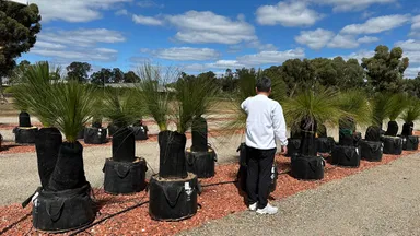 社長が自ら希少植物を海外で買い付け(オーストラリア・パース)