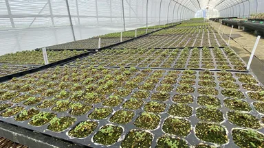 Botaniqa Atelier内で、メリクロン株などの海外から直輸入した苗木を、環境に適応させるため数年かけて生育