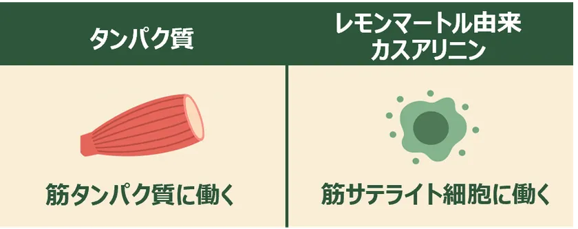 筋サテライト細胞