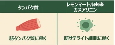 筋サテライト細胞