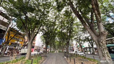 街路樹はただの木じゃない。私たちの暮らしを支えるその役割とは？