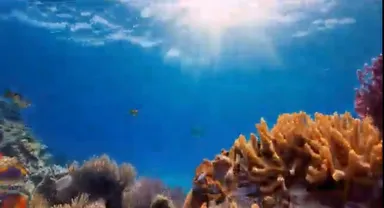 珊瑚礁の海を満喫