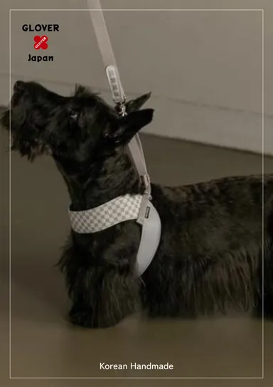 ハーネス中型犬着用