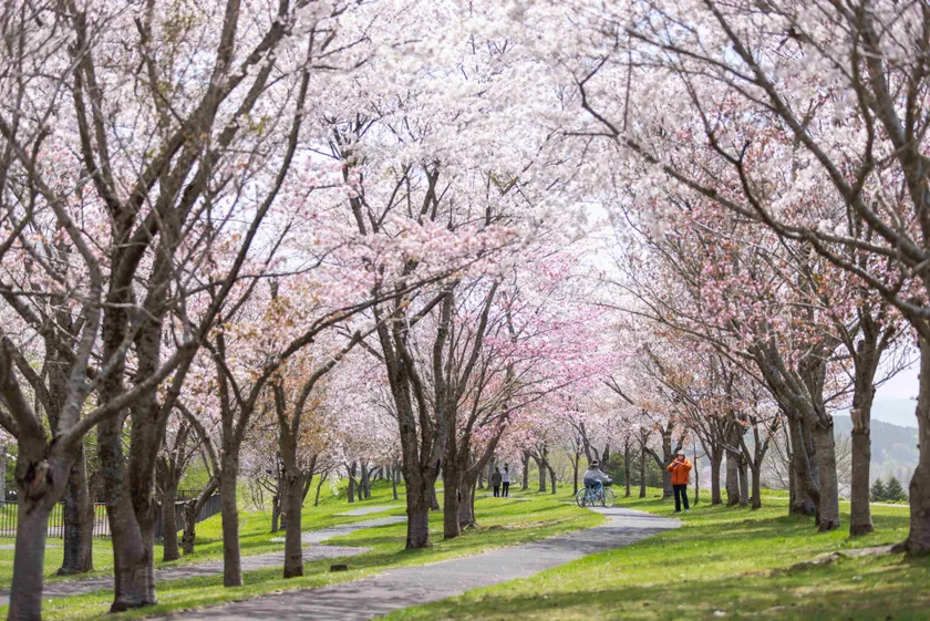 桜が美しい季節