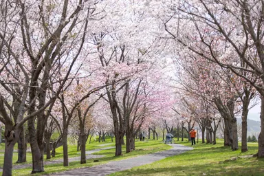 桜が美しい季節