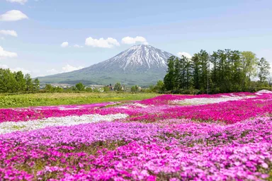 芝桜と羊蹄山が美しい
