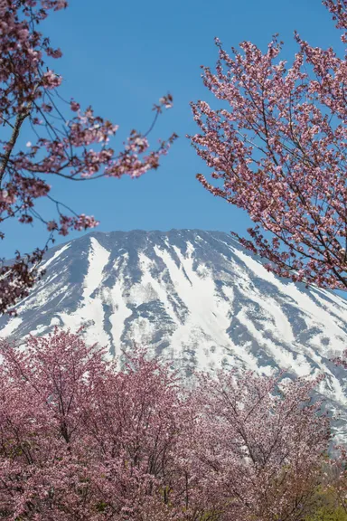 羊蹄山と桜が美しい(2)