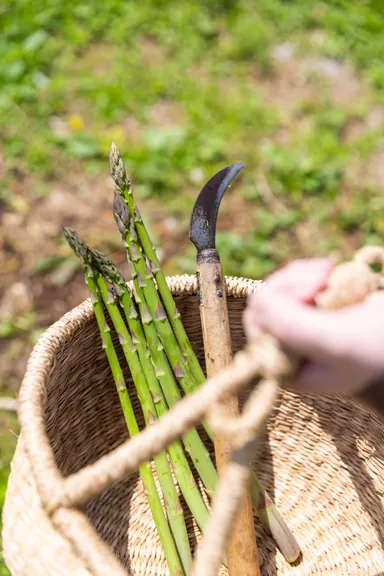太くみずみずしいアスパラガス